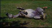 Horse in paddock